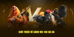 Cách Chơi Đá Gà WS168 Tại Win55 Với Luật Chơi Rõ Ràng 1 Cách Chơi Đá Gà WS168 Tại Win55 Với Luật Chơi Rõ Ràng
