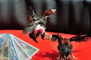 Cách Chơi Đá Gà Sabong Tại Win55 Hiệu Quả Và Dễ Thắng 3 Cách Chơi Đá Gà Sabong Tại Win55 Hiệu Quả Và Dễ Thắng
